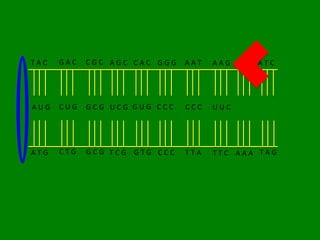 TAC   GAC   CGC AGC CAC GGG   AAT   AAG TTT ATC




AUG   CUG   GCG UCG GUG CCC   CCC   UUC




ATG   CTG   GCG TCG GTG CCC   TTA   TTC AAA TAG
 