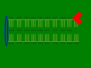 TAC   GAC   CGC AGC CAC GGG   AAT   AAG TTT ATC




AUG   CUG   GCG UCG GUG CCC   CCC   UUC AAA




ATG   CTG   GCG TCG GTG CCC   TTA   TTC AAA TAG
 
