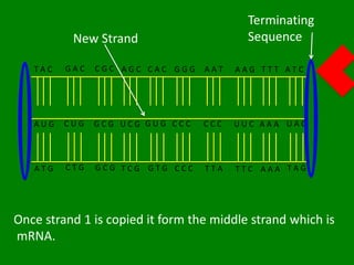 Terminating
          New Strand                      Sequence

   TAC   GAC   CGC AGC CAC GGG    AAT   AAG TTT ATC




   AUG   CUG   GCG UCG GUG CCC    CCC   UUC AAA UAG




   ATG   CTG   GCG TCG GTG CCC    TTA   TTC AAA TAG




Once strand 1 is copied it form the middle strand which is
mRNA.
 