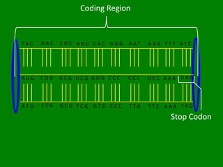 Coding Region


TAC   GAC   CGC AGC CAC GGG   AAT   AAG TTT ATC




AUG   CUG   GCG UCG GUG CCC   CCC   UUC AAA UAG




ATG   CTG   GCG TCG GTG CCC   TTA   TTC AAA TAG

                                         Stop Codon
 