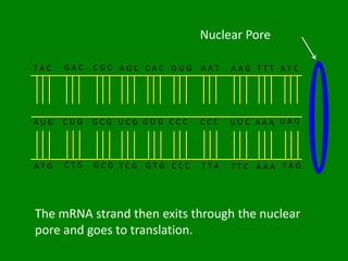 Nuclear Pore

TAC   GAC   CGC AGC CAC GGG   AAT   AAG TTT ATC




AUG   CUG   GCG UCG GUG CCC   CCC   UUC AAA UAG




ATG   CTG   GCG TCG GTG CCC   TTA   TTC AAA TAG




The mRNA strand then exits through the nuclear
pore and goes to translation.
 