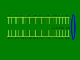 TAC   GAC   CGC AGC CAC GGG   AAT   AAG TTT ATC




                                    AUG   CUG   GCG




ATG   CTG   GCG TCG GTG CCC   TTA   TTC AAA TAG
 