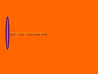 CCC   CCC   UUC AAA UAG
 