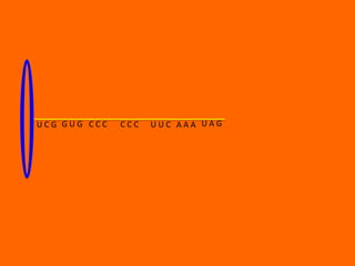 UCG GUG CCC   CCC   UUC AAA UAG
 