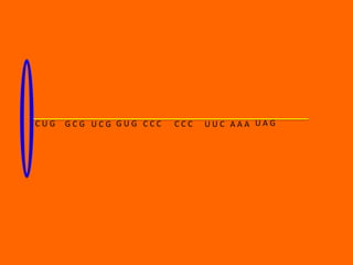 CUG   GCG UCG GUG CCC   CCC   UUC AAA UAG
 