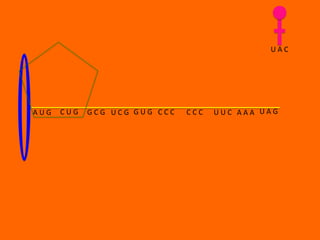 UAC




AUG   CUG   GCG UCG GUG CCC   CCC   UUC AAA UAG
 