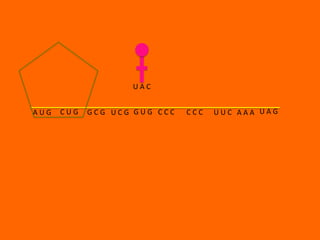 UAC


AUG   CUG   GCG UCG GUG CCC   CCC   UUC AAA UAG
 