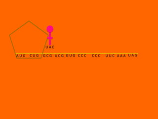 UAC

AUG   CUG   GCG UCG GUG CCC   CCC   UUC AAA UAG
 