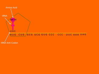 Amino Acid


 tRNA
        METH



        UAC
        AUG       CUG   GCG UCG GUG CCC   CCC   UUC AAA UAG


tRNA Anti-Codon
 
