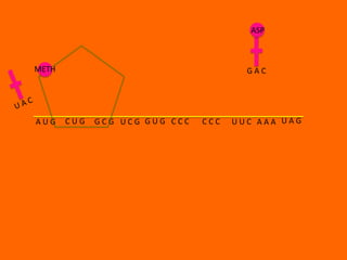 ASP



METH                                   GAC




AUG    CUG   GCG UCG GUG CCC   CCC   UUC AAA UAG
 