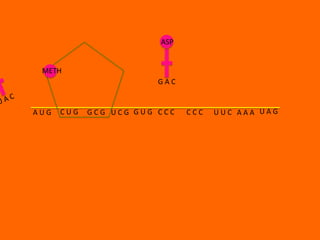 ASP


 METH
                        GAC


AUG   CUG   GCG UCG GUG CCC   CCC   UUC AAA UAG
 