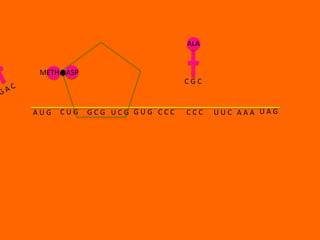 ALA


 METH ASP
                              CGC


AUG   CUG   GCG UCG GUG CCC   CCC   UUC AAA UAG
 