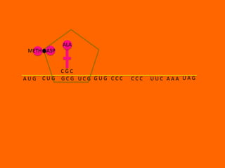 ALA
 METH ASP


            CGC
AUG   CUG   GCG UCG GUG CCC   CCC   UUC AAA UAG
 
