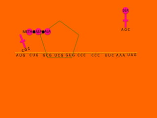 SER



                                         AGC
  METH ASP ALA




AUG   CUG   GCG UCG GUG CCC   CCC   UUC AAA UAG
 