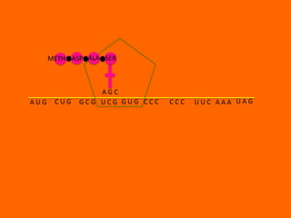 METH ASP ALA SER



                 AGC
AUG    CUG   GCG UCG GUG CCC   CCC   UUC AAA UAG
 