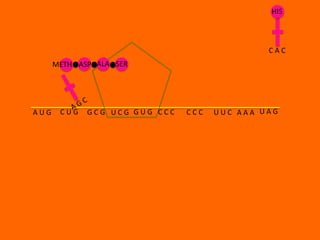 HIS



                                              CAC
      METH ASP ALA SER




AUG    CUG   GCG UCG GUG CCC   CCC   UUC AAA UAG
 