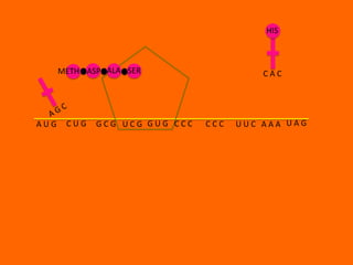 HIS



      METH ASP ALA SER                   CAC




AUG    CUG   GCG UCG GUG CCC   CCC   UUC AAA UAG
 
