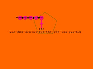 METH ASP ALA SER HIS



                     CAC
AUG    CUG   GCG UCG GUG CCC   CCC   UUC AAA UAG
 