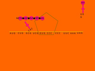 GLY



                                              GG
      METH ASP ALA SER HIS                    G




AUG    CUG   GCG UCG GUG CCC   CCC   UUC AAA UAG
 