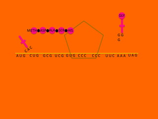 GLY


      METH ASP ALA SER HIS
                                         GG
                                         G



AUG    CUG   GCG UCG GUG CCC   CCC   UUC AAA UAG
 