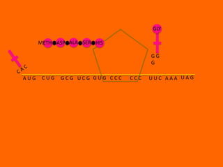 GLY

      METH ASP ALA SER HIS

                                     GG
                                     G

AUG    CUG   GCG UCG GUG CCC   CCC   UUC AAA UAG
 