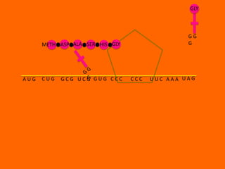 GLY



                                                GG
      METH ASP ALA SER HIS GLY                  G




AUG   CUG   GCG UCG GUG CCC      CCC   UUC AAA UAG
 