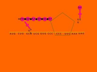 GLY



      METH ASP ALA SER HIS GLY                GG
                                              G



AUG   CUG   GCG UCG GUG CCC      CCC   UUC AAA UAG
 