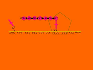 METH ASP ALA SER HIS GLY GLY



                               GG
AUG   CUG   GCG UCG GUG CCC    G CC
                               C      UUC AAA UAG
 
