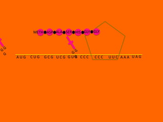 METH ASP ALA SER HIS GLY GLY




AUG   CUG   GCG UCG GUG CCC    CCC   UUC AAA UAG
 