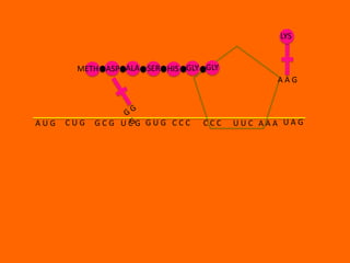 LYS


       METH ASP ALA SER HIS GLY GLY
                                            AAG



AUG   CUG   GCG UCG GUG CCC    CCC    UUC AAA UAG
 