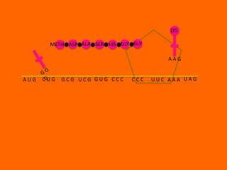 LYS

       METH ASP ALA SER HIS GLY GLY

                                          AAG


AUG   CUG   GCG UCG GUG CCC    CCC    UUC AAA UAG
 