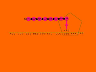 METH ASP ALA SER HIS GLY GLY LYS



                                         AAG
AUG   CUG    GCG UCG GUG CCC       CCC   UUC AAA UAG
 