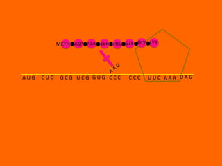 METH ASP ALA SER HIS GLY GLY LYS




AUG   CUG    GCG UCG GUG CCC       CCC   UUC AAA UAG
 