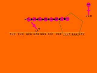 PHE



                                                       UUU
            METH ASP ALA SER HIS GLY GLY LYS




AUG   CUG    GCG UCG GUG CCC       CCC   UUC AAA UAG
 