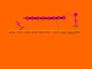 PHE
            METH ASP ALA SER HIS GLY GLY LYS


                                               UUU

AUG   CUG    GCG UCG GUG CCC       CCC   UUC AAA UAG
 