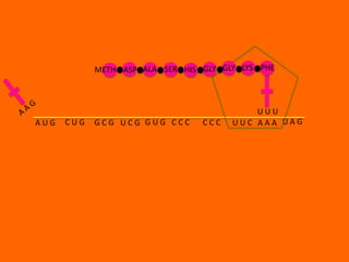 METH ASP ALA SER HIS GLY GLY LYS PHE



                                           UUU
AUG   CUG   GCG UCG GUG CCC      CCC   UUC AAA UAG
 