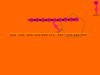 PHE



                                                     AUC
            METH ASP ALA SER HIS GLY GLY LYS PHE




AUG   CUG   GCG UCG GUG CCC      CCC   UUC AAA UAG
 