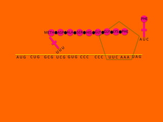 PHE


            METH ASP ALA SER HIS GLY GLY LYS PHE
                                                   AUC



AUG   CUG   GCG UCG GUG CCC      CCC   UUC AAA UAG
 