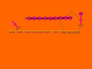 PHE

            METH ASP ALA SER HIS GLY GLY LYS PHE


                                                   AUC


AUG   CUG   GCG UCG GUG CCC      CCC   UUC AAA UAG
 