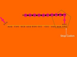 METH ASP ALA SER HIS GLY GLY LYS PHE PHE



                                               AUC
AUG   CUG   GCG UCG GUG CCC      CCC   UUC AAA UAG



                                               Stop Codon
 