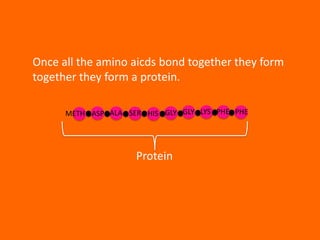 Once all the amino aicds bond together they form
together they form a protein.

      METH ASP ALA SER HIS GLY GLY LYS PHE PHE




                     Protein
 