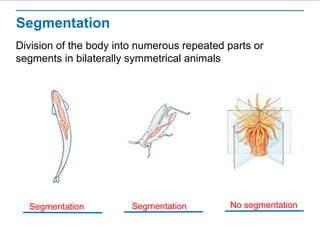 BIO_ANIM_L01_Editable_Presentationss.ppt
