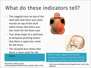 Note the large saggital crest and the temporal pinching on the gorilla skull and the large occipital bun of the human skull. The saggital crest on top of the skull tells that there was some muscle on top of the skull which means that there was less room for the brain case. Tear drop shape of a skull due to temporal pinching means that there is again less room for the brain. The occipital bun shows that there is more room for the brain. http://www.gmilburn.ca/wp-content/uploads/2009/04/human_gorilla_skulls. (Top) http://www.daviddarling.info/images/human_skull_side. (Bottom) 