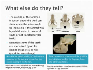 Note the backward placing of the foramen magnum on the dog and chimp, but the center placing in the human. Note the sectoral scissoring of the gorilla’s teeth that are used to rip through shoots and other vegetation. The placing of the foramen magnum under the skull can show where the spine would go indicating if the animal was bipedal (located in center of skull) or not (located further back). Dentition shows if the teeth are specialized (good for ripping meat, etc.) or not (good for many things). http://users.rcn.com/jkimball.ma.ultranet/BiologyPages/F/Foramen_magnum.jpg  (Top) http://scienceblogs.com/afarensis/upload/2006/08/gorilla%203.jpg  (Bottom) 