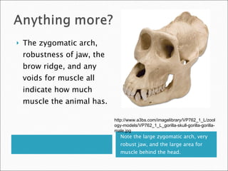 Note the large zygomatic arch, very robust jaw, and the large area for muscle behind the head. The zygomatic arch, robustness of jaw, the brow ridge, and any voids for muscle all indicate how much muscle the animal has. http://www.a3bs.com/imagelibrary/VP762_1_L/zoology-models/VP762_1_L_gorilla-skull-gorilla-gorilla-male.jpg 