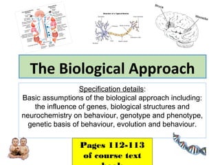 The Biological Approach
Specification details:
Basic assumptions of the biological approach including:
the influence of genes, biological structures and
neurochemistry on behaviour, genotype and phenotype,
genetic basis of behaviour, evolution and behaviour.
Pages 112-113
of course text
 