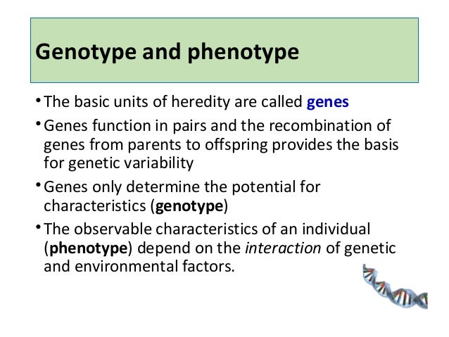 difference between phenotype and genotype biology essay How to determine an unknown genotype using a test cross what are the characteristics of a homozygous phenotype difference between homozygous & heterozygous. difference between phenotype and genotype biology essay How to determine an unknown genotype using a test cross what are the characteristics of a homozygous phenotype difference between homozygous & heterozygous.