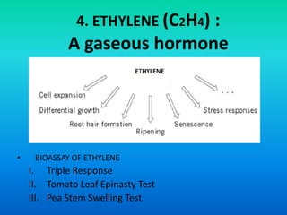 4. ETHYLENE (C2H4) :
A gaseous hormone
• BIOASSAY OF ETHYLENE
I. Triple Response
II. Tomato Leaf Epinasty Test
III. Pea Stem Swelling Test
 