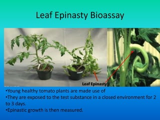 Leaf Epinasty Bioassay
•Young healthy tomato plants are made use of
•They are exposed to the test substance in a closed environment for 2
to 3 days.
•Epinastic growth is then measured.
 