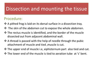 Dissection and mounting the tissue
Procedure:
 A pithed frog is laid on its dorsal surface in a dissection tray.
 The skin of the abdomen cut to expose the whole abdomen.
 The rectus muscle is identified, and the border of the muscle
dissected out from adjacent abdominal wall.
 A thread is passed with the help of needle through the pubic
attachment of muscle and tied ,muscle is cut.
 The upper end of muscle i.e, xiphisternum part also tied and cut.
 The lower end of the muscle is tied to aeration tube at ‘s’ bent.
 